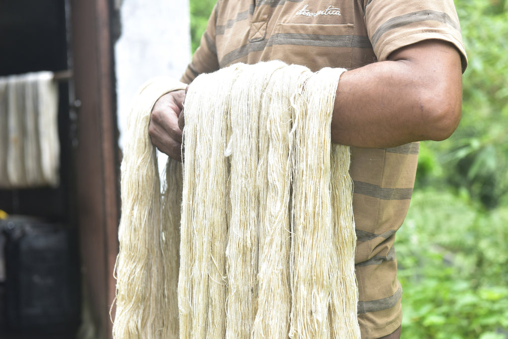 DARIA Cape Lena - JULAHAS